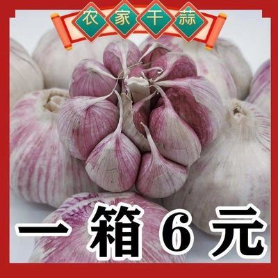 【超低价】山东紫皮大蒜头批发价新鲜大蒜新干蒜2斤5斤10斤干蒜头