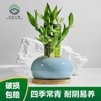 文昌竹植物迷你盆栽学业进步好养富贵竹绿植四季常青室内办公室养