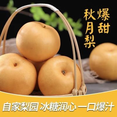 【正品秋月梨】山东莱阳秋月梨当季梨子新鲜水果整箱正宗莱阳梨【9月25日发完】
