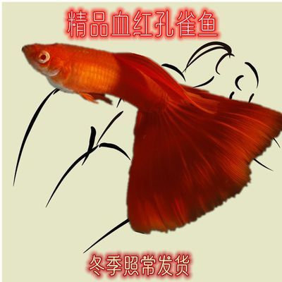 孔雀鱼血红缎带大c纯种美国全红大背血红精品孕母热带鱼观赏鱼