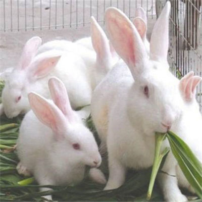 大兔子宠物兔肉兔新西兰比利时伊拉青紫蓝花兔黑兔成年兔孕兔活体