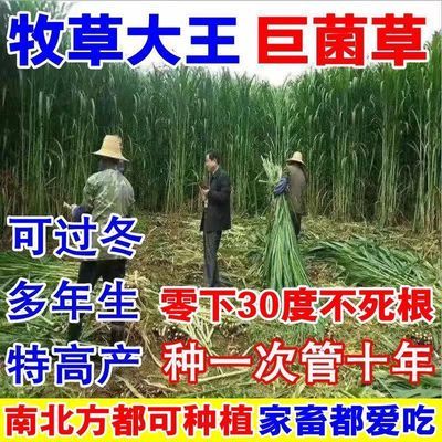 新型正宗高产巨菌草种子多年生无毛四季牧草养牛羊鱼专用草种草籽