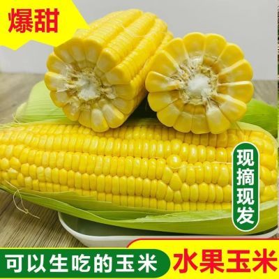 云南水果玉米特产甜玉米新鲜现摘蔬菜金银玉米非糯玉米包谷批发