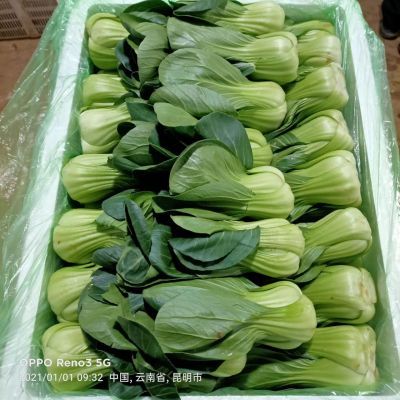 上海青农家小青菜新鲜蔬菜超值家庭装小油菜小白菜基地直发批发