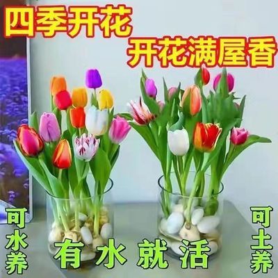 荷兰进口水培郁金香四季开花盆栽花卉植物客厅绿植花卉大全好养活