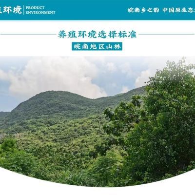 首单直降九华山绿色散养土鸡蛋宝宝蛋,大山里的原生态。