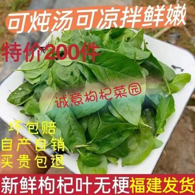 新鲜枸杞叶四季枸杞嫩叶蔬菜纯叶子农家肥种植清热食用可食用叶子