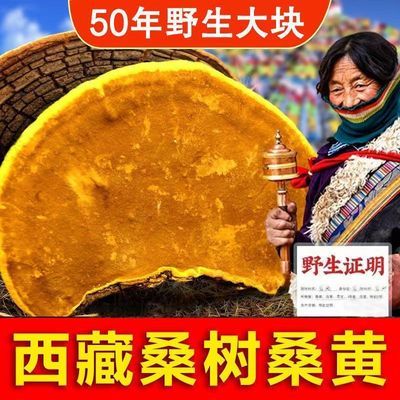 正宗纯野生西藏桑树桑黄金边整枝中药非长白山桑黄真品功效和作用