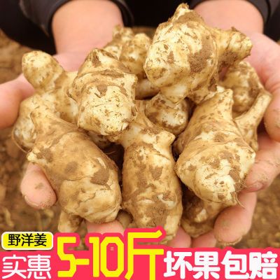 【超值9斤洋姜】【坏果包赔】现挖洋姜新鲜鬼子姜不辣地姜2/5