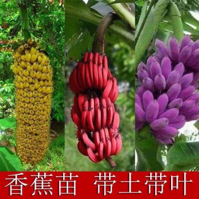新品种香蕉红香蕉 紫色香蕉苗 苗 皇帝蕉粉蕉芭蕉树苗耐寒