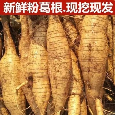 广西桂林2024年新鲜葛根无渣粉葛鲜葛根两广粉葛煲汤专用批发