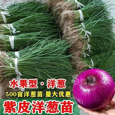 紫皮洋葱苗洋葱苗小苗秧苗元葱秧苗1000根水果圆葱新鲜红皮大蒜蒜【9月14日发完】