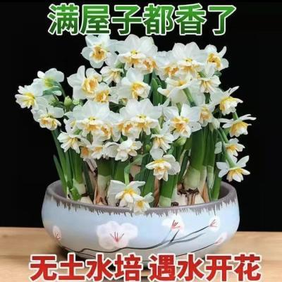 【好养】水仙花水培植物四季开花室内客厅桌面阳台盆栽耐寒花卉