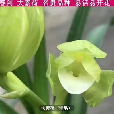 兰花四川春剑大荷素当年开花基地直供客厅室内浓香正品四季新款