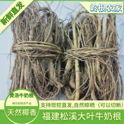 福建大叶牛奶根煲汤牛奶根新鲜直发自然晾晒250g松溪当季牛奶