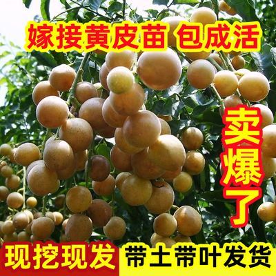 黄皮果树苗正宗嫁接鸡心黄皮黑黄皮紫肉南方种植当年结果广西发货