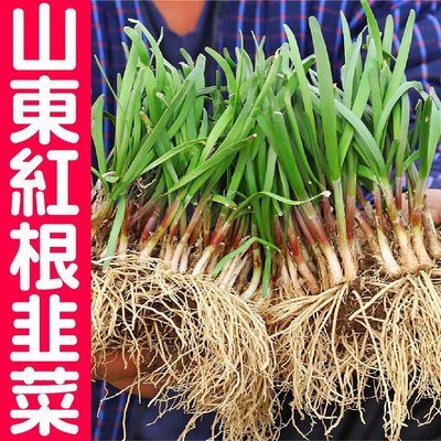 山东当季韭菜根批发现挖新根宽叶红根韭菜种子籽盆栽阳台四季高产