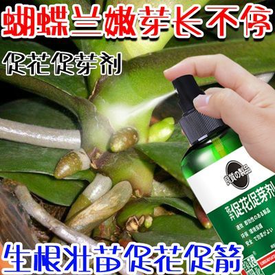 兰花促花促芽剂营养液促花促箭生根壮苗预防不开花掉花苞黄叶烂根