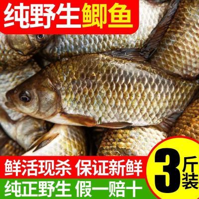 微山湖小鲫鱼新鲜活的现杀淡水鲫鱼孕妇下产奶月子炖汤滋补包邮