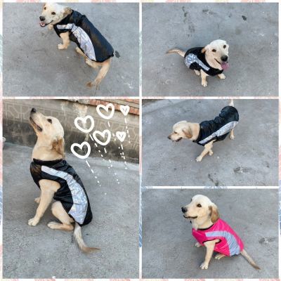 秋冬可脱式大狗马甲不掉毛设计中大型犬专用加绒款户外时尚秋冬