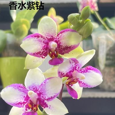 紫钻香水紫钻蝴蝶兰带花带香味2.8寸杯带花带花苞泼墨好养活紫色