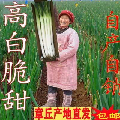 山东章丘大葱新鲜长葱蔬菜农产品高白脆甜扒皮去半叶批发包邮