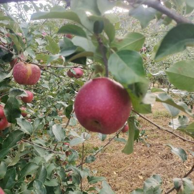 剑川马登富士丑苹果带箱10斤中小果整箱秋果酸甜即食净重9斤