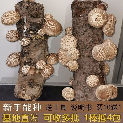 香菇花菇菌棒菌包阳台植物