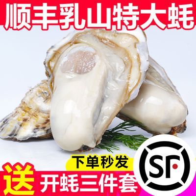 【贝司令】乳山生蚝鲜活顺丰生蚝肉新鲜特大牡蛎海鲜水产净重4斤