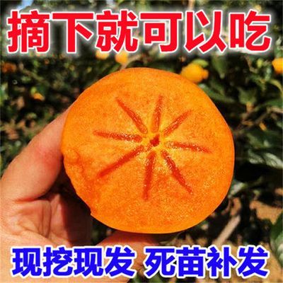 台脆柿苗无核柿子 嫁接果树苗庭院阳台种植南方北方种植当年结果