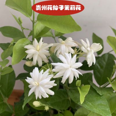 重瓣笔尖茉莉花浓香型带盆根系发达易养易种花期长复花快香味浓郁