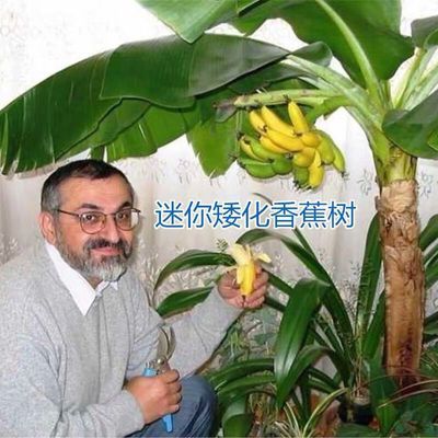 矮化香蕉迷你蕉可观欣赏可使用香蕉南北抗寒品种可室内盆栽地栽