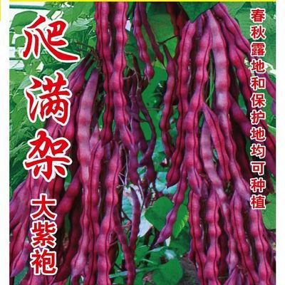新籽爬满架大紫袍紫豆角籽种早熟抗病耐热高产秋季种植秋紫豆种子