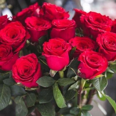 云南新鲜玫瑰鲜花香水百合家庭生活鲜花客厅卧室摆件插花玫瑰鲜花