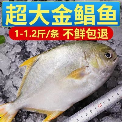 鲳鱼金鲳鱼新鲜冷冻包邮鲜活海鲜鱼大平鱼鲳鳊鱼冰冻水产大金鲳鱼