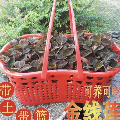 福建正宗南靖原生态种植特级大叶新鲜金线莲篮装带土包邮