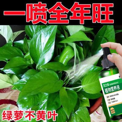 绿萝无黄叶】绿萝专用黄叶烂根干枯焦叶掉叶免稀释促新芽长藤爆盆