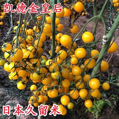 凯德金皇后西红柿种子日本久留米黄色番茄种籽口感脆甜抗病毒耐裂