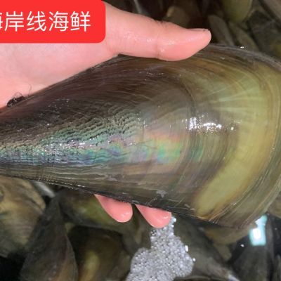 鲜活发货贝壳类海鲜带子带子螺海捕江瑶贝顺丰海鲜烧烤鲜活海带子