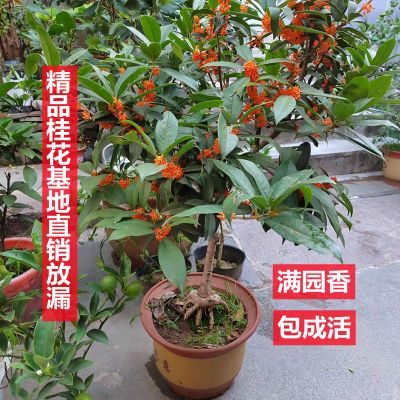 特级桂花四季浓香型流苏嫁接桂花室内阳台庭院桂花苗