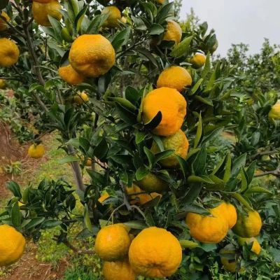 【品云南】不知火丑橘丑八怪橘子新鲜水果整箱蜜橘孕妇耙耙柑橘【7天内发货】