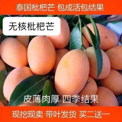 新品种枇杷芒果树苗正品嫁接苗耐寒品种无核南北四季种植盆栽地栽