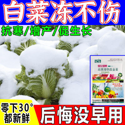 白菜防冻液白菜专用植物防冻剂抗冻预防烂叶耐低温促生长剂