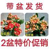 【稀有长寿花】金狐狸盆栽大花重瓣四季开花带花苞室内外花卉直销