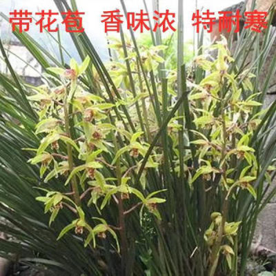 3-5苗蕙兰 新店开业,只求关注随州蕙兰九节兰浓香型特价兰花