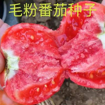 【毛粉番茄种子】老品种西红柿种子家庭小院阳台种植【贝妈同款】