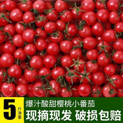 【现摘现发】圣女果樱桃小番茄西红柿新鲜水果山东3/5斤澳农卡