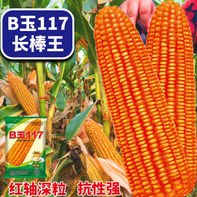 B玉117国审批发矮杆高产玉米种子抗病抗倒伏抗旱红轴苞谷玉米种