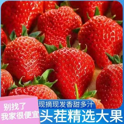 现摘草莓新鲜牛奶草莓甜草莓大草莓非丹东九九草莓商用草莓【12月11日发完】