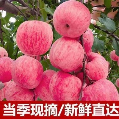 【果园直发】正宗红富士苹果香甜脆当季新鲜水果整箱批发5/10斤